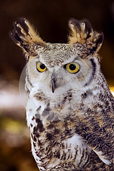 Great Horned Owl (Bubo virginianus) Intense Stare photo