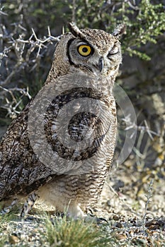 Great Horned Owl, Bubo virginianus nacurutu,