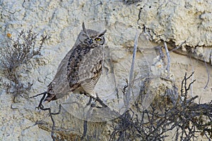 Great Horned Owl, Bubo virginianus nacurutu,