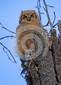 Great Horned Owl Bubo virginianus owlet sitting alone against a blue sky