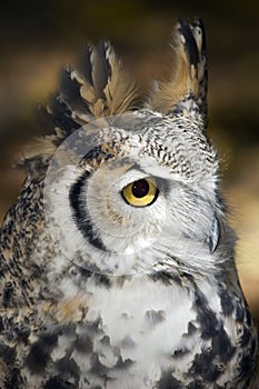 Great Horned Owl (Bubo virginianus) Profile