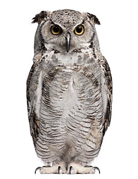 Great Horned Owl, Bubo Virginianus Subarcticus