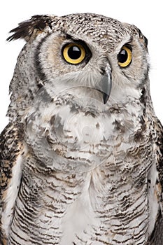 Great Horned Owl, Bubo Virginianus Subarcticus