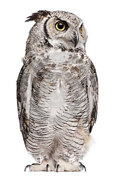 Great Horned Owl, Bubo Virginianus Subarcticus photo