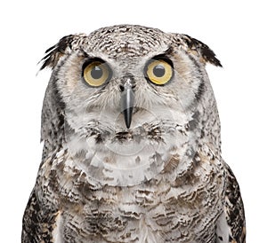Great Horned Owl, Bubo Virginianus Subarcticus photo