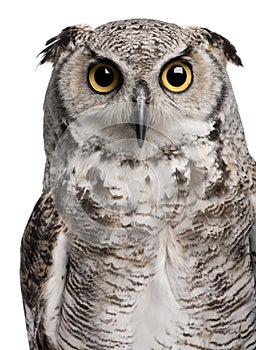 Great Horned Owl, Bubo Virginianus Subarcticus photo