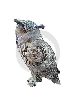 Great Horned Owl, Bubo Virginianus Subarcticus, isolated over white