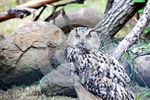 Great Horned Owl, Bubo Virginianus Subarcticus. Owl portrait.