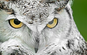 Great Horned Owl (Bubo virginianus) Turn Stare