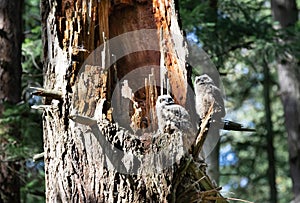Great horned owl chicks  Bubo virginianus  photo