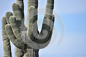 Owl chicks peering down from their Saguaro Nest site near Tonopah Arizona photo