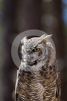 Great horned Owl Close up