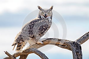 Great Horned Owl close up