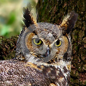 Great Horned Owl Close-up