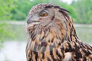 Great Horned Owl Close Up