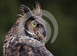 Great Horned Owl Close-Up