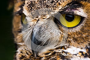 Great Horned Owl close up of face