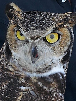 Great horned owl close up - yellow eyes