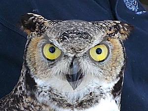 Great horned owl close up - yellow eyes