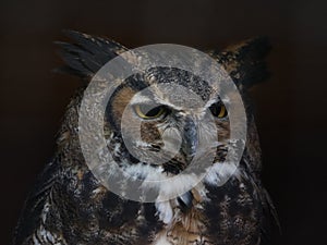 Great Horned Owl closeup portrait against black background