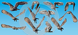 Great Horned Owl collection flying against blue background