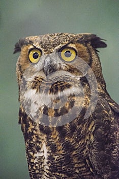 A Great Horned Owl with a dark gray background.