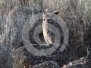 Great Horned Owl in the Daytime