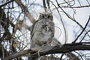 Great Horned Owl At Dusk