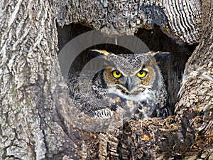 Great Horned Owl photo