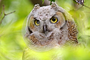 Great Horned Owl fledgling photo