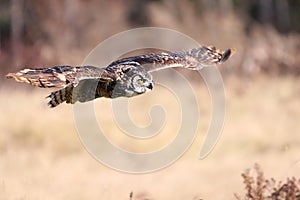 Great Horned Owl In Flight