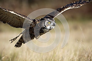 Great Horned Owl In Flight