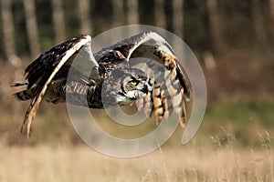 Great Horned Owl In Flight