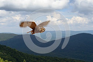 Great horned owl in flight