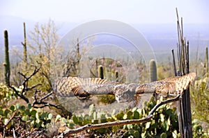 Great Horned Owl in Flight