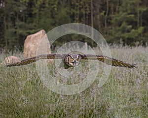 Great Horned Owl in flight; Canadian Raptor Conservancy