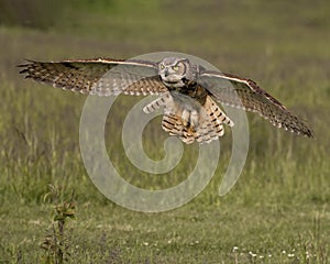 Great Horned Owl in flight; Canadian Raptor Conservancy