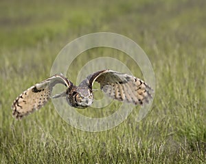 Great Horned Owl in flight; Canadian Raptor Conservancy