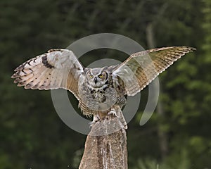 Great Horned Owl in flight; Canadian Raptor Conservancy