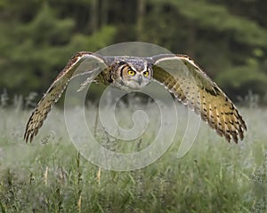 Great Horned Owl in flight; Canadian Raptor Conservancy photo