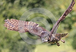 Great-horned owl in flight, Quebec