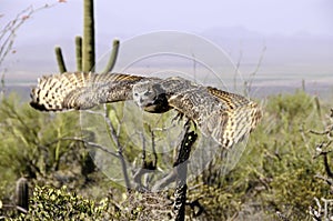 Great Horned Owl In Flight Showing Wing Motion