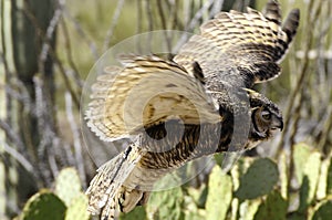 Great horned owl in flight, wings showing motion