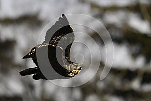 Great Horned Owl in flight with wings spread