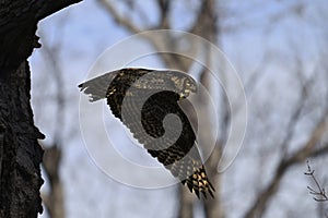 Great Horned Owl in flight with wings spread