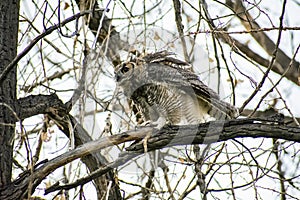 Great Horned Owl Fluffed Out After Cleaning