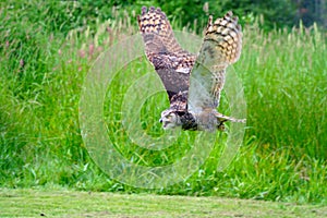 Great Horned Owl Flying