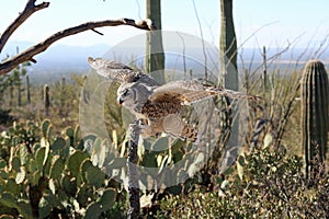 Great horned owl flying