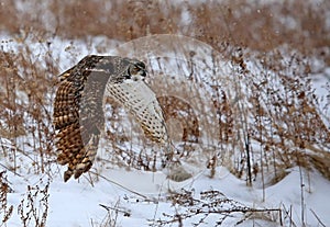 Great Horned Owl Flying