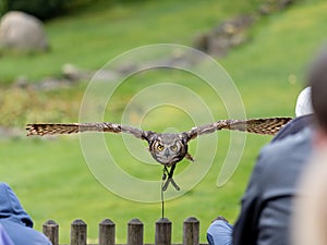 Great horned owl flying above the audience at falconry show